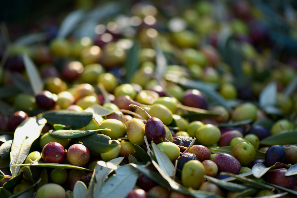El envero de la aceituna: qué es y por qué es importante
